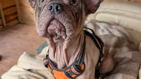 Hairless French bulldog sat on a beige blanket wearing an orange harness